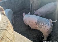 猪肉价上涨，涨在哪里，谁的包里更能赚到钱？