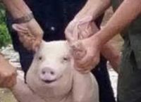贪玩蓝月是怎么挣钱的？揭秘游戏圈白送真相，阴阳师玩家快哭了