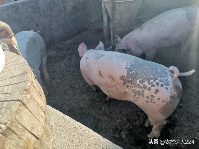 猪肉价上涨，涨在哪里，谁的包里更能赚到钱？