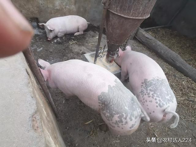 猪肉价上涨，涨在哪里，谁的包里更能赚到钱？