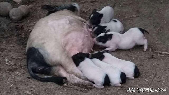 猪肉价上涨，涨在哪里，谁的包里更能赚到钱？
