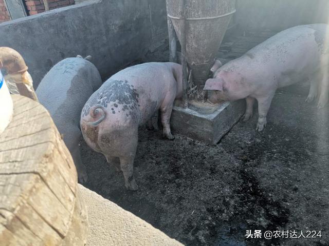 猪肉价上涨，涨在哪里，谁的包里更能赚到钱？