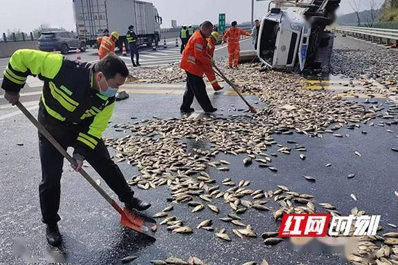 益阳高速：3000斤鱼苗散落高速，他们化身“捕鱼达人”倾力相助